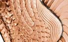 Polished Copper - 8805PG $0.00